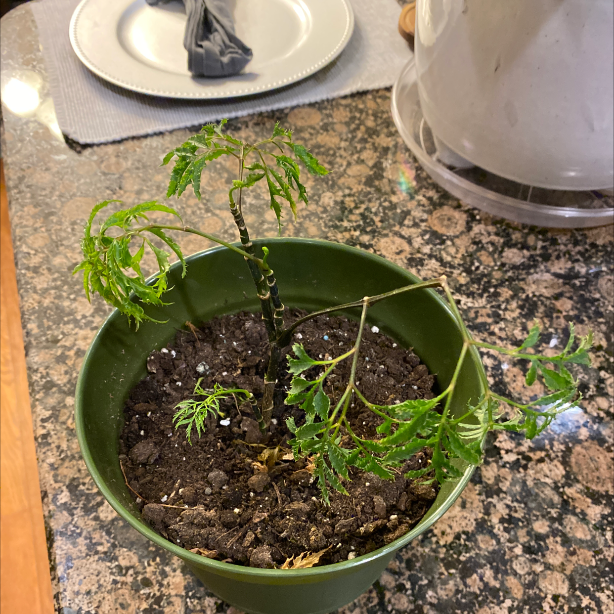 Potted Ming Aralia plant with some wilting leaves and visible soil.