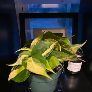 Philodendron Brasil plant in Wake Forest, North Carolina