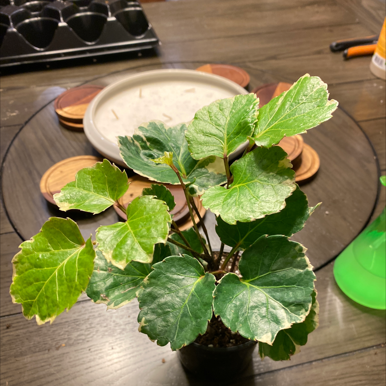 Fabian Aralia plant in a small pot on a table, with green leaves and white edges.