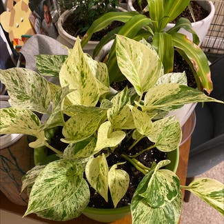 Marble Queen Pothos plant in Wake Forest, North Carolina