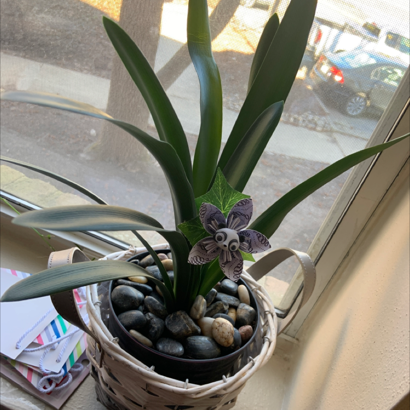 Potted Bush Lily near a window with green leaves and no visible discoloration.