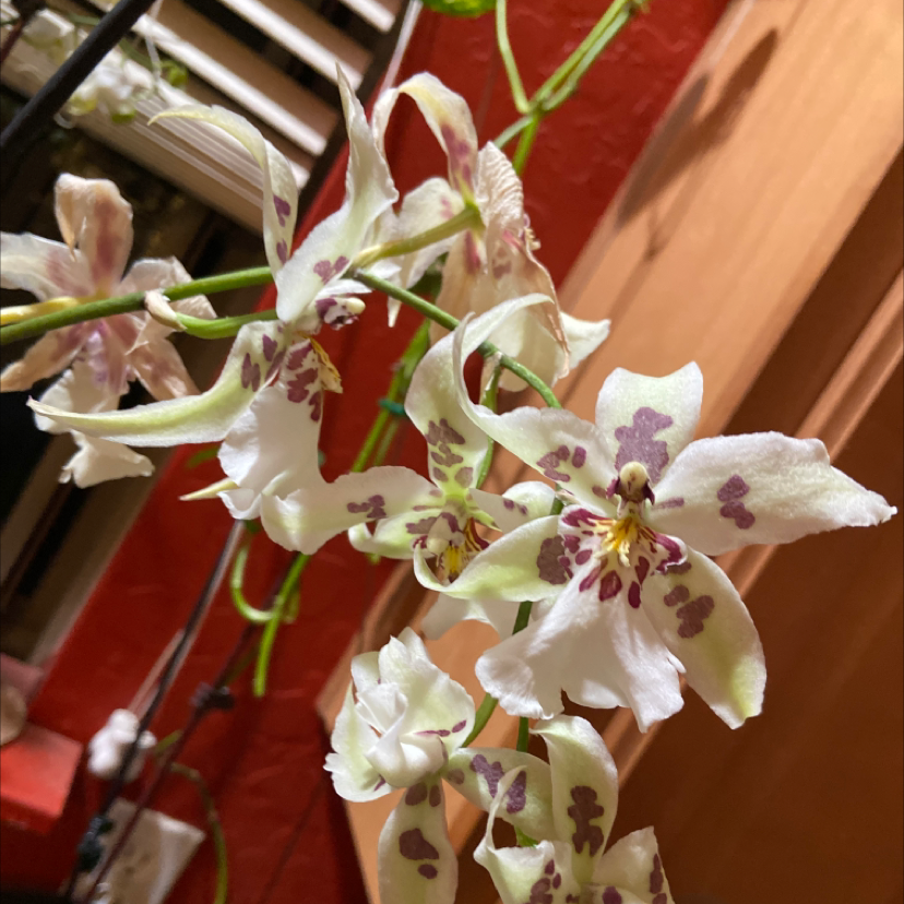 Photo of the plant species Oncidium alexandrae by @PurelyGerbera named Daenerys on Greg, the plant care app