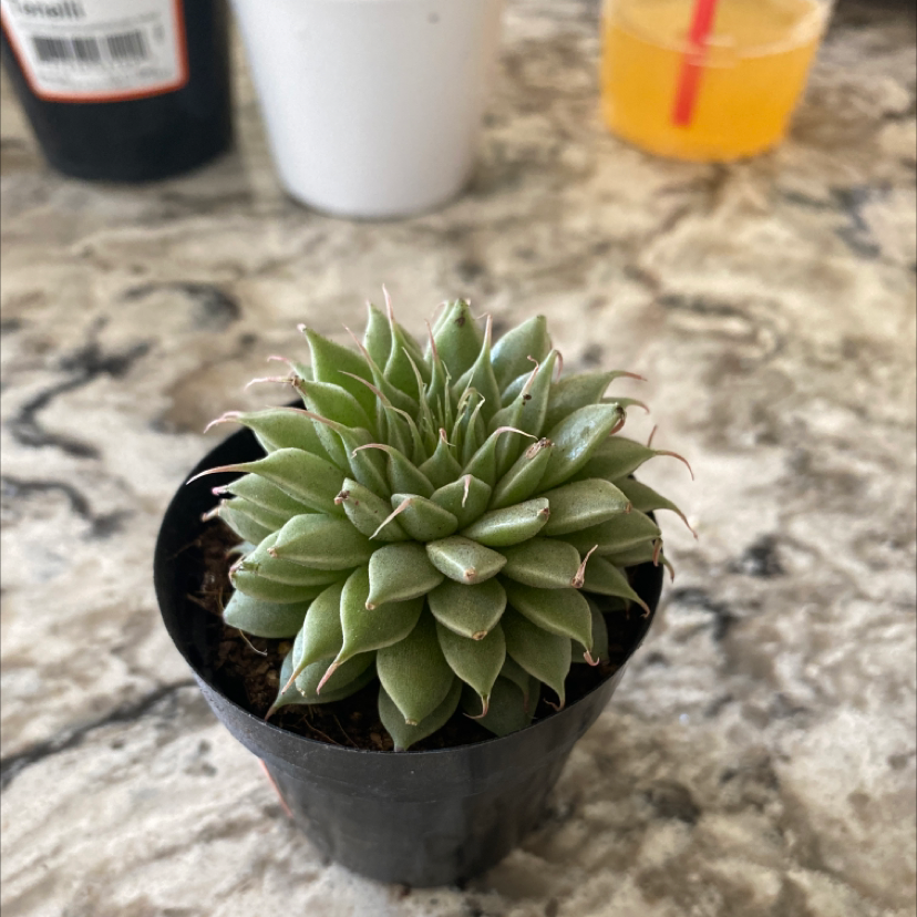 Photo of the plant species Graptopetalum filiferum by @kmorg0330 named Fili on Greg, the plant care app