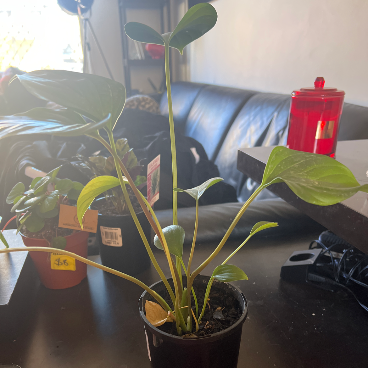 Homalomena 'Emerald Gem' plant in a small pot with slight yellowing on one leaf, household items in the background.