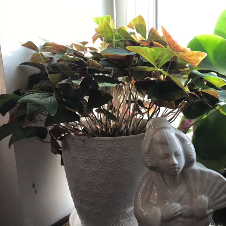A healthy potted Purple Shamrock plant with vibrant triangular leaves, next to a small ceramic figurine on a white surface.