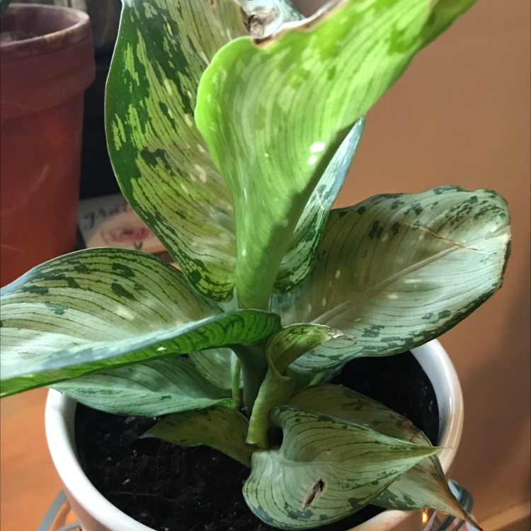 Close-up of healthy variegated Dieffenbachia leaves with dark and light green patterns, a hand gently holding one leaf.