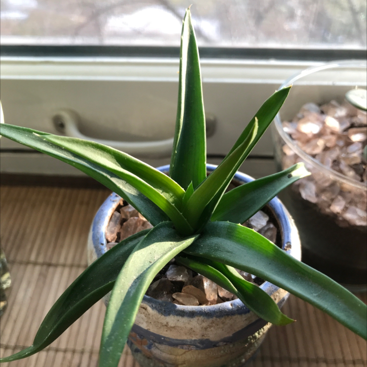 Healthy young pineapple plant with vibrant green leaves growing in a blue ceramic pot filled with gravel.