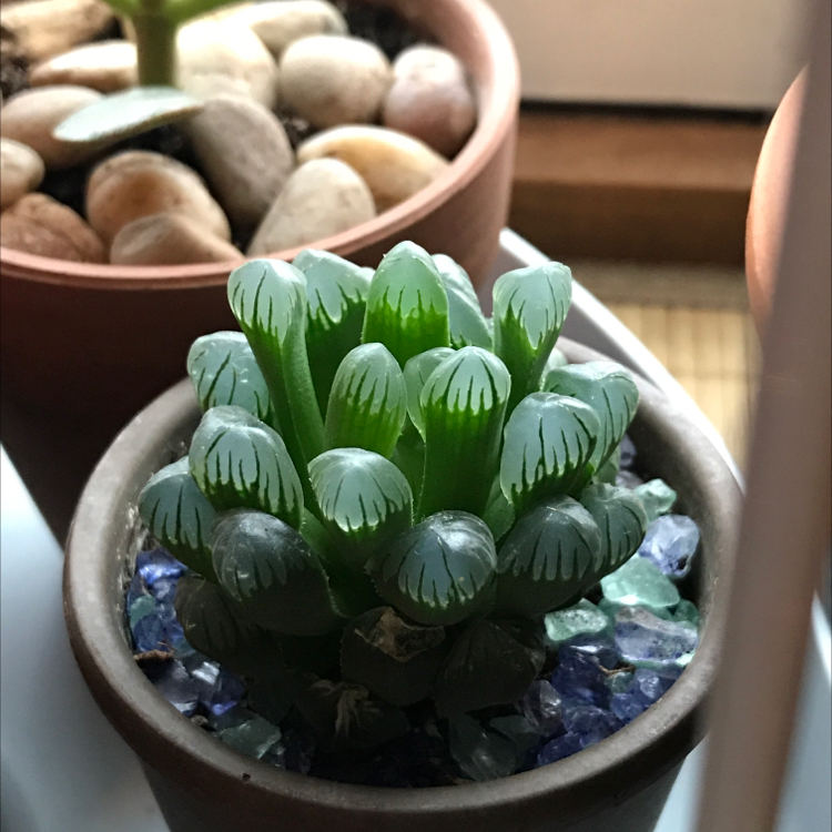 Photo of the plant species Haworthia cooperi by @mindfulmademoiselle named Leaf Erickson on Greg, the plant care app