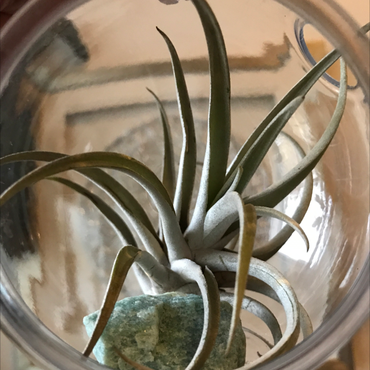 Fishbone Air Plant (Tillandsia) in a glass container, healthy with green leaves.