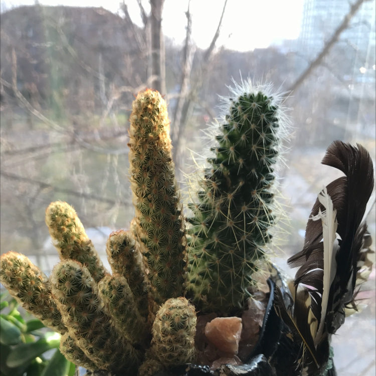 Lady Finger Cactus with multiple stems in a pot, background blurred.