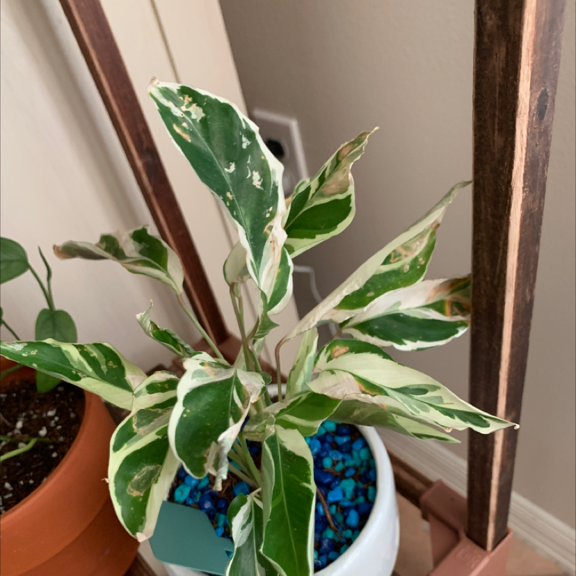 Calathea 'White Fusion' plant photo by @WellreadNapaea named Demi on Greg, the plant care app.