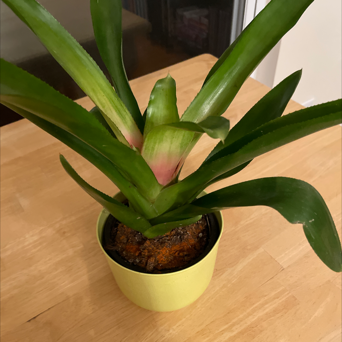 Bromeliad plant in a yellow pot on a wooden surface, with healthy green leaves.