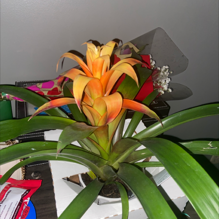 Bromeliad plant with vibrant orange flowers, healthy green leaves, and no visible soil.