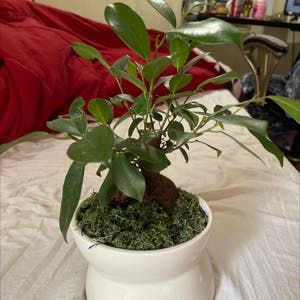 Ficus Ginseng plant photo by Exactplumtree named Gobi on Greg, the plant care app.