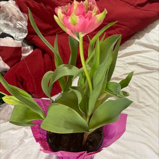 Garden Tulip plant in Hernando, Florida