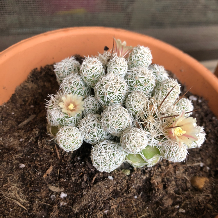 Thimble Cactus in a terracotta pot with small flowers and visible soil.