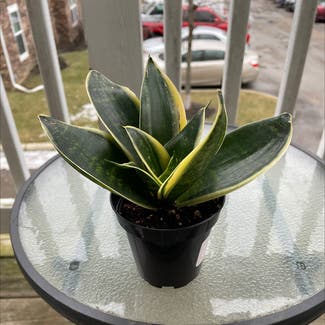 Snake Plant plant in Westerville, Ohio