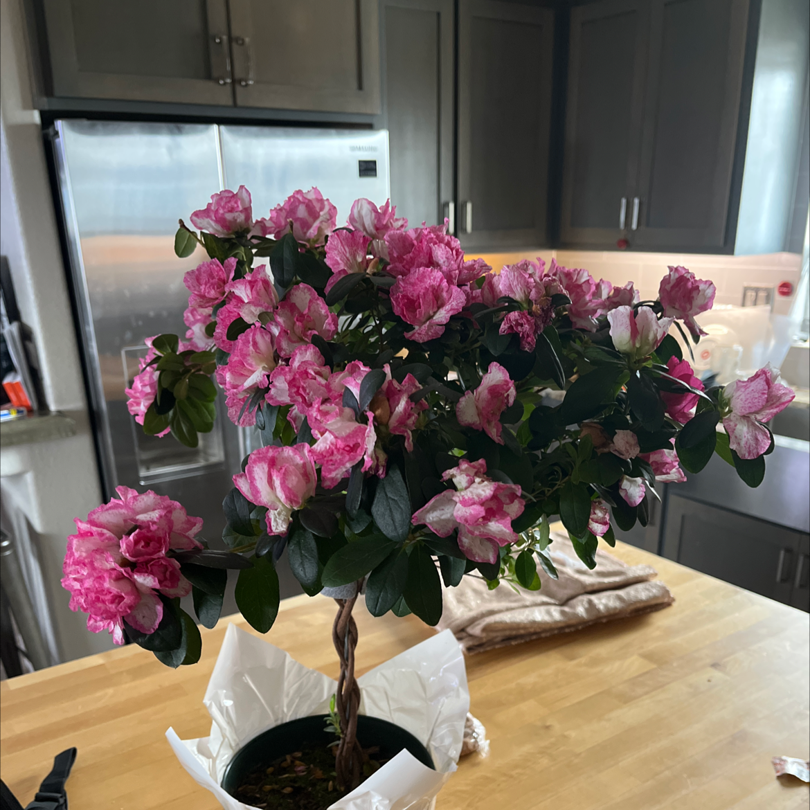 😔 Why Are My Rhododendron Leaves Droopy?