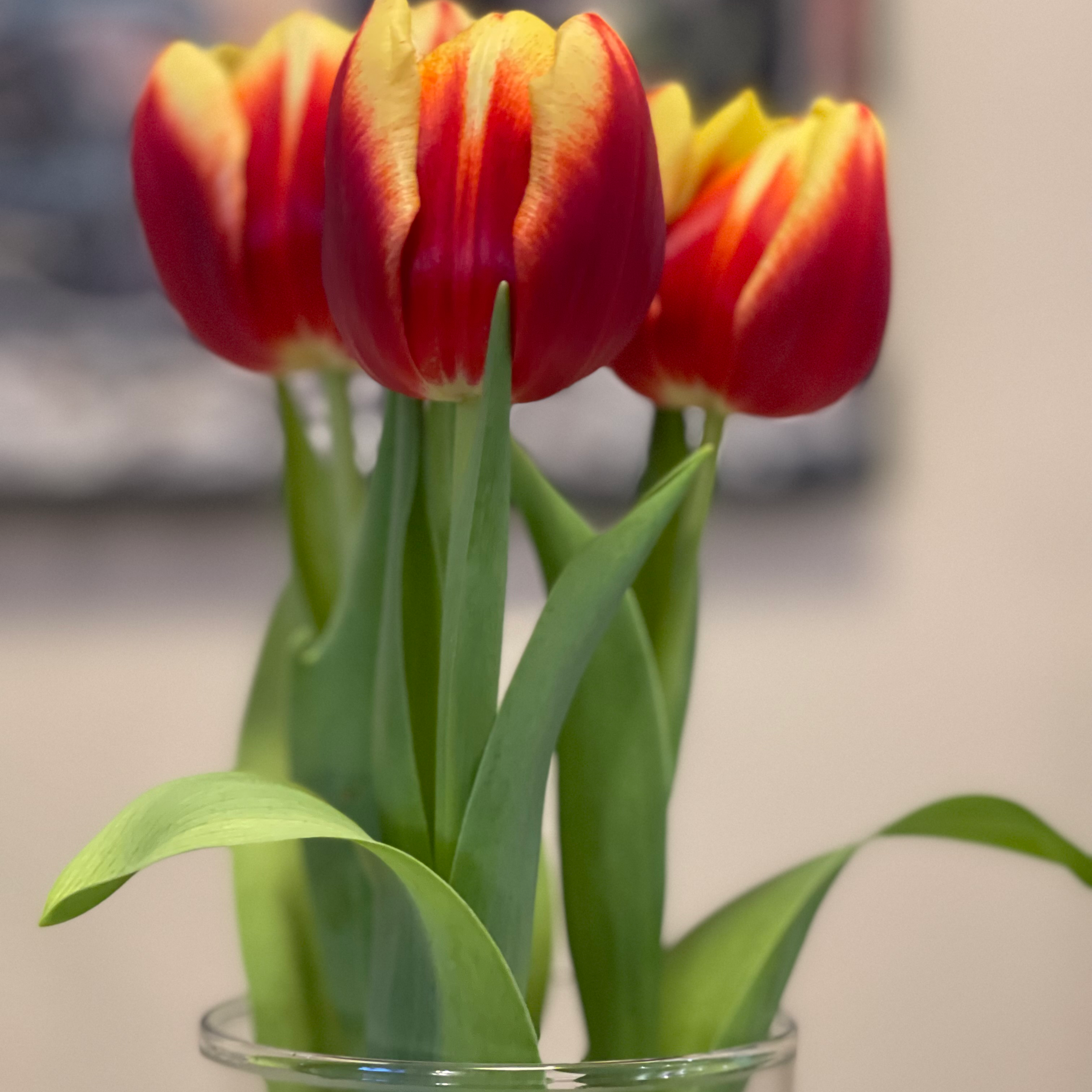 Photo of the plant species Garden Tulip by @YardKanna named Sherlock on Greg, the plant care app