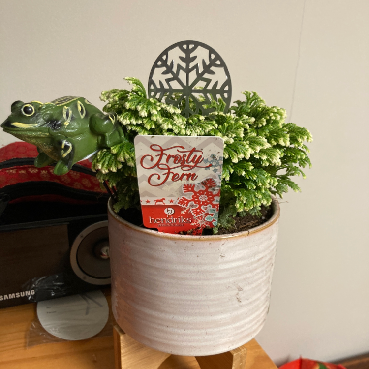 Healthy potted Selaginella fern in pink ceramic pot with festive decor, small frog figurine beside pot.