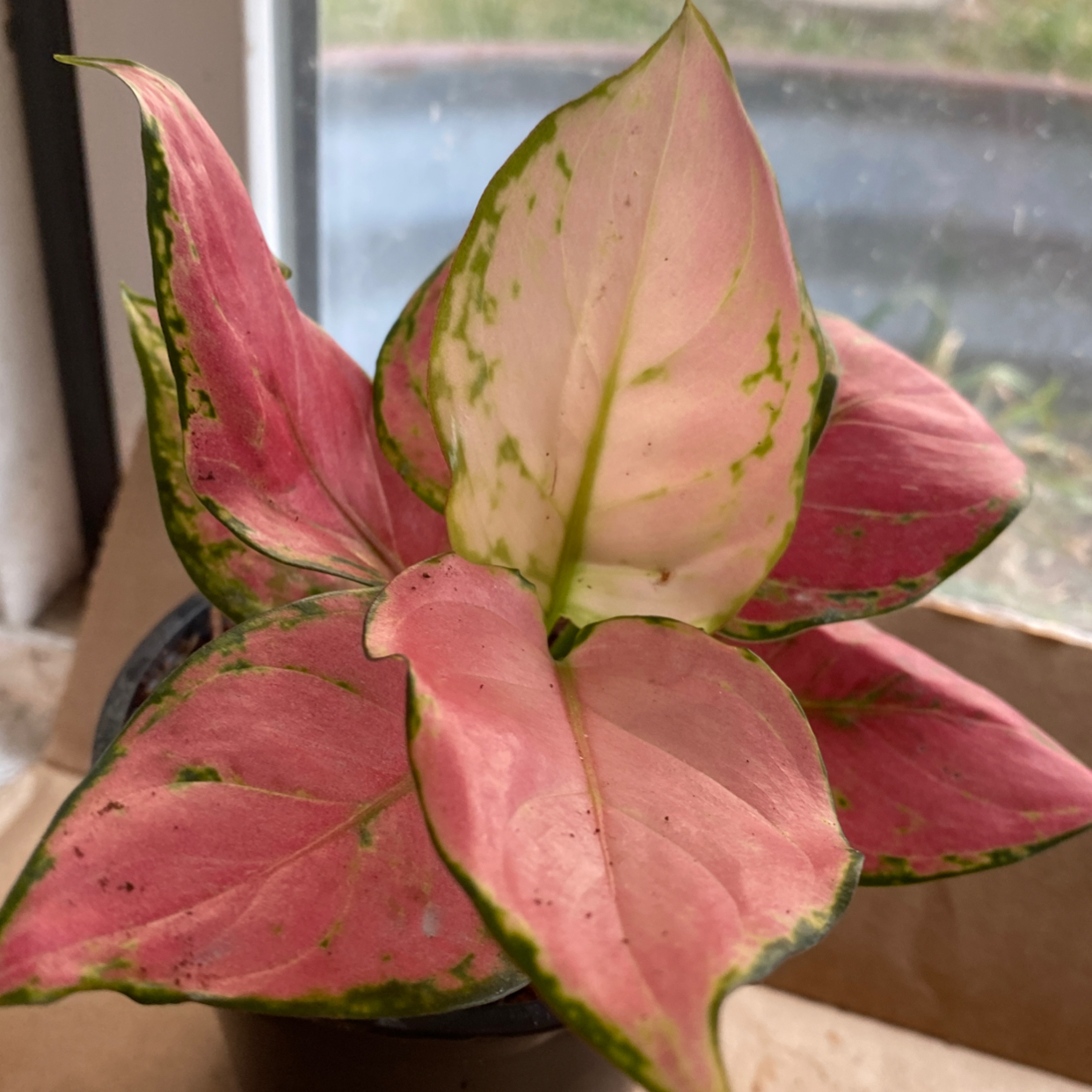 Pink Dalmatian Aglaonema plant with vibrant pink and green leaves in a pot.