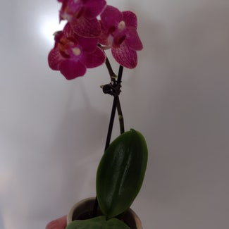 Phalaenopsis Orchid plant in Thompson, Ohio
