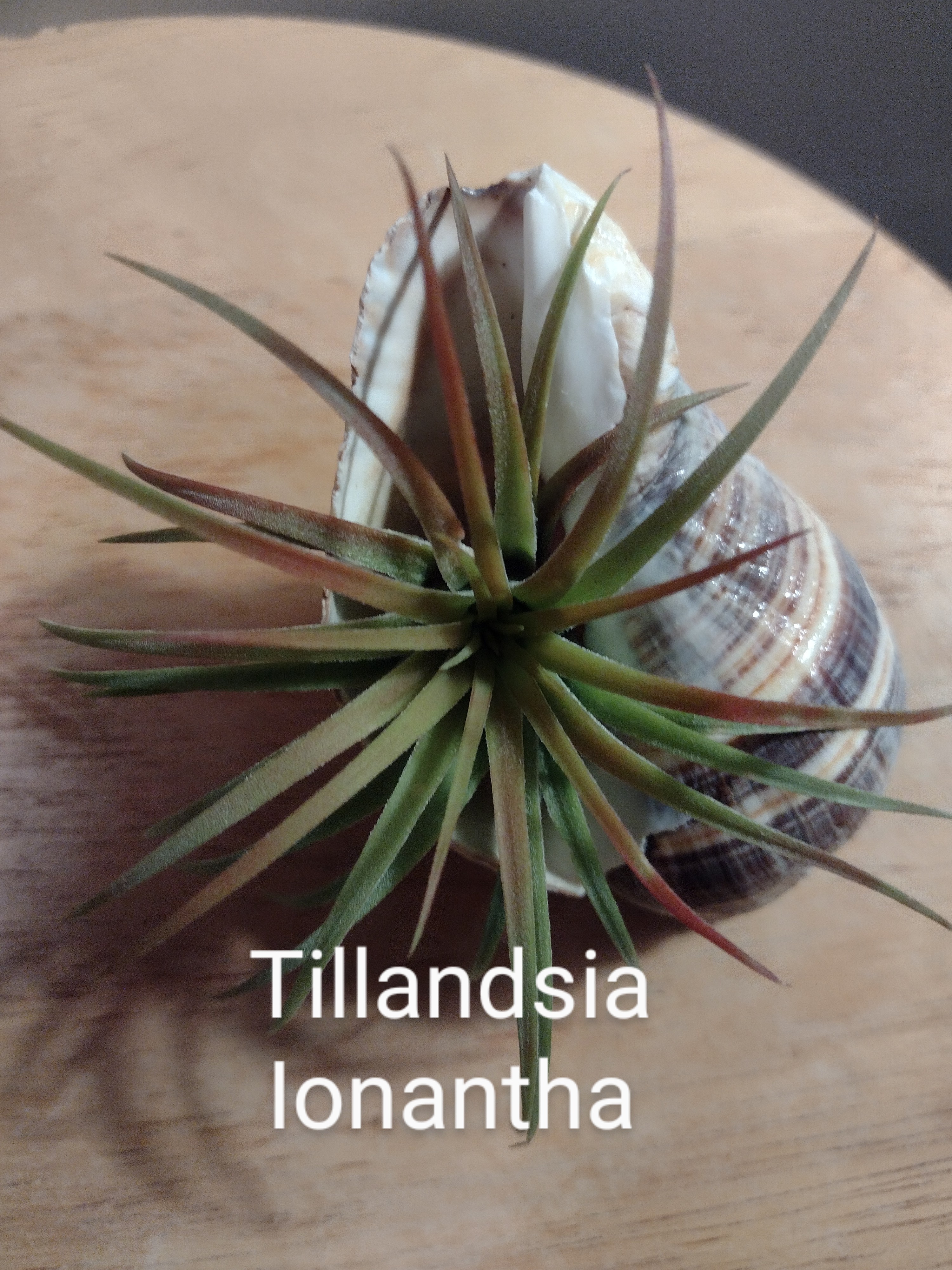 Photo of the plant species Tillandsia 'Pink Beauty' by @Sassylimey named Iona on Greg, the plant care app