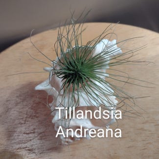 Tillandsia andreana plant in Thompson, Ohio