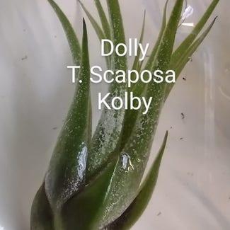 Tillandsia ionantha 'Scaposa' plant in Thompson, Ohio
