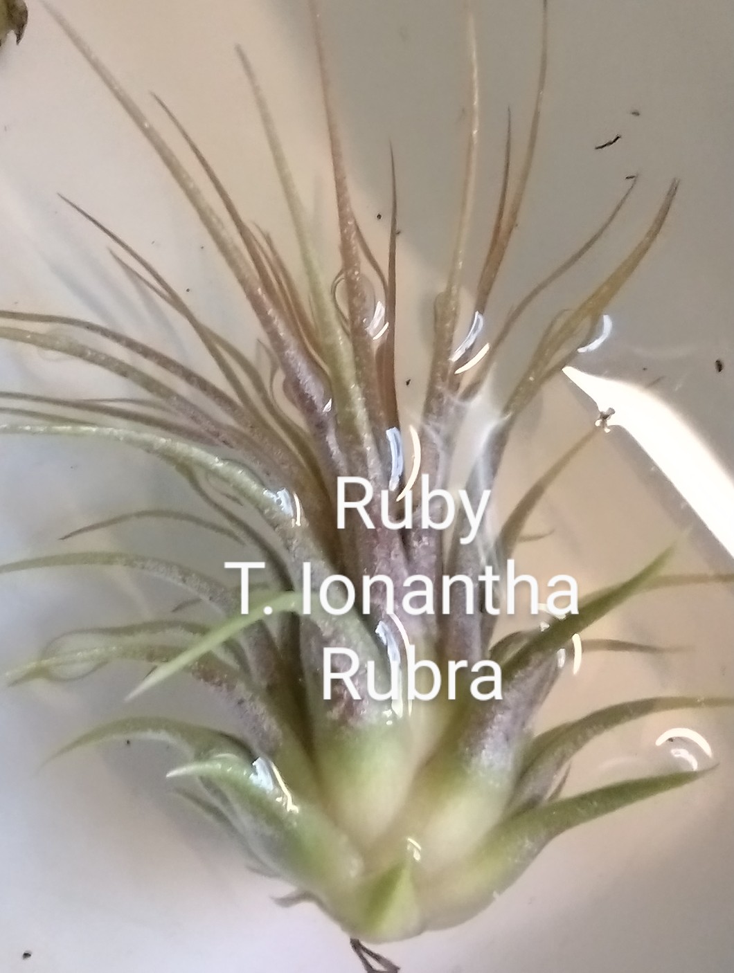 Photo of the plant species Rubra Air Plant by @Sassylimey named Ruby on Greg, the plant care app
