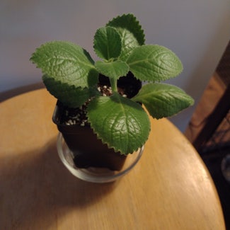 Mexican Mint plant in Thompson, Ohio