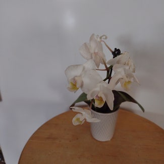 Mini Phalaenopsis Orchid plant in Thompson, Ohio