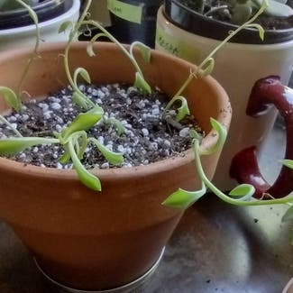 String of Dolphins plant in Thompson, Ohio