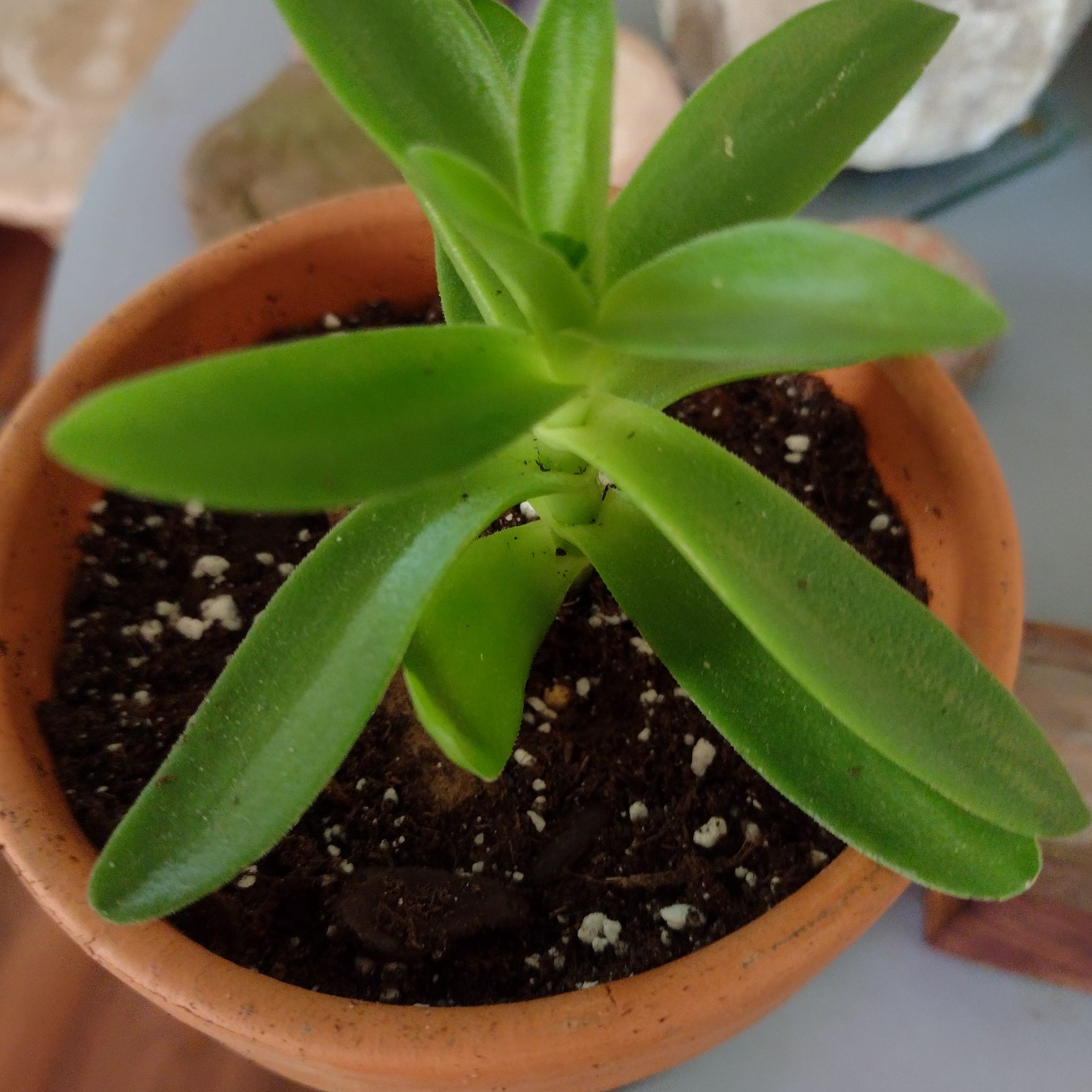 Crassula capitella 'Campfire' plant in a terracotta pot with healthy green leaves.