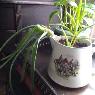 Aloe vera plant in Thompson, Ohio