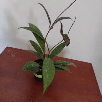 Hoya pubicalyx 'Splash' plant in Thompson, Ohio