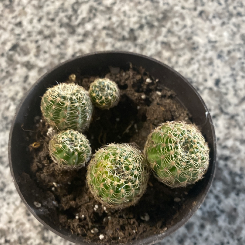 Little Nipple Cactus in a pot with multiple green, spherical segments covered in white spines.