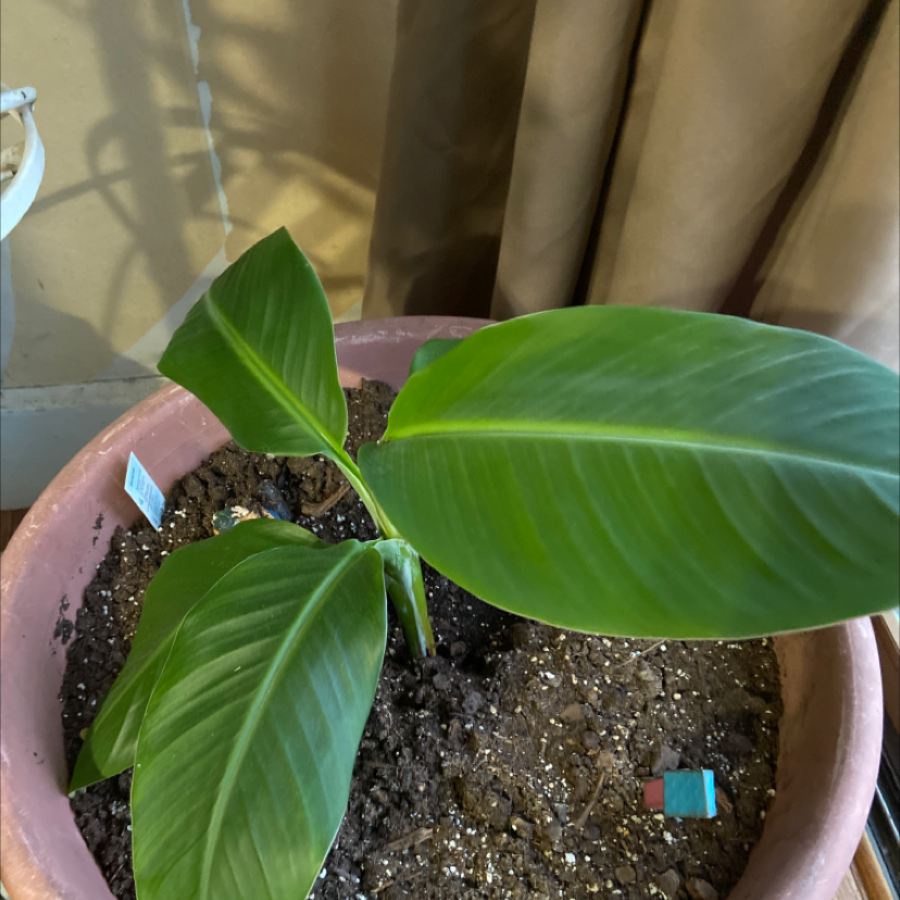 Dwarf Banana plant photo by @LegitGreenash named Anne on Greg, the plant care app.