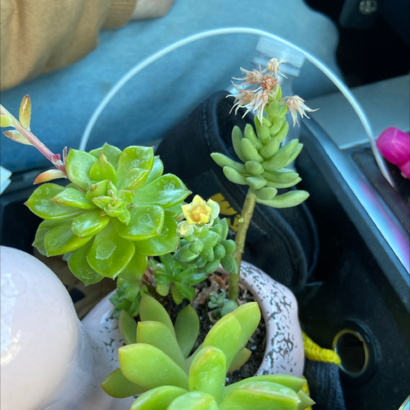 Palmer's Sedum plant in a pot with vibrant green leaves and some flowers.