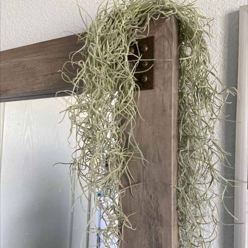 Spanish Moss draped over a wooden frame, appearing healthy with no visible discoloration.