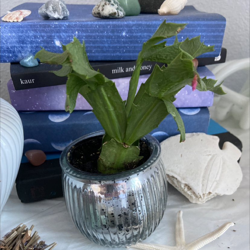 true Christmas Cactus in a reflective pot with green leaves, slight browning at tips, books and decorations in background.