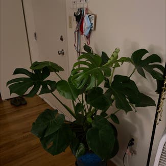 Monstera plant in Hagerstown, Maryland