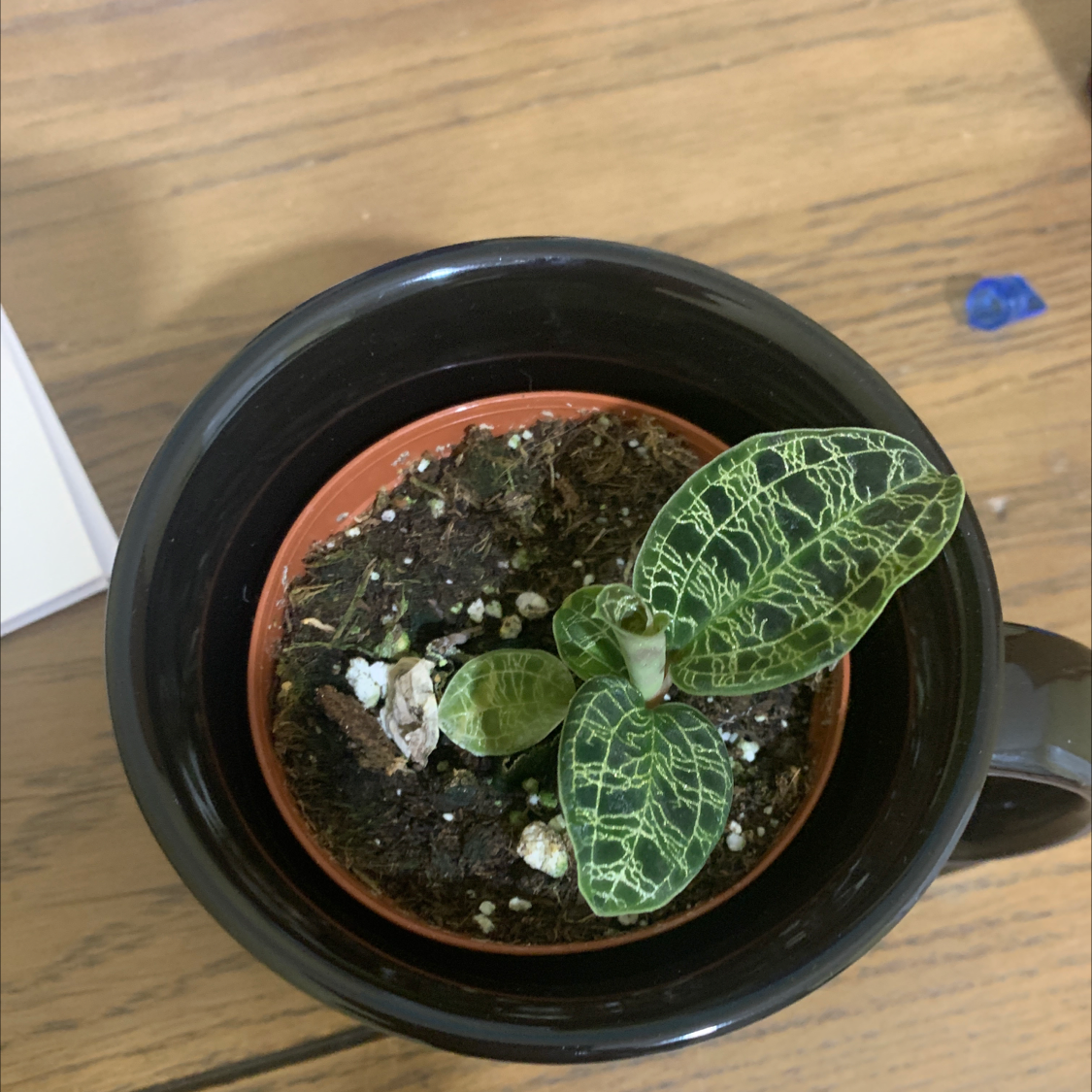 Lightning Bolt Jewel Orchid in a pot with visible soil and healthy veined leaves.