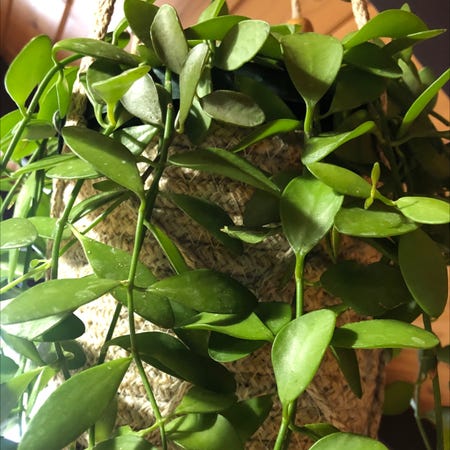 Photo of the plant species Smilax by Brainycorndaisy named Hanging Beauty on Greg, the plant care app
