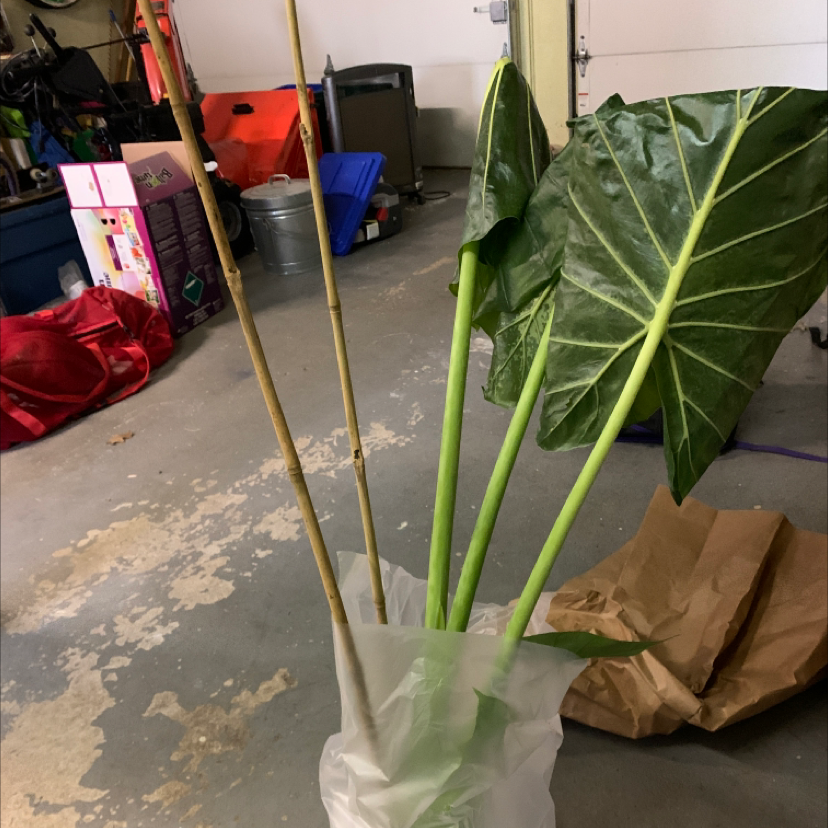 Alocasia 'Portora' plant with large green leaves in an indoor setting.
