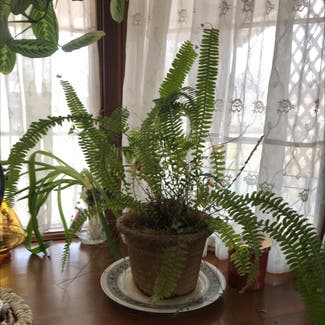 Kimberly Queen Fern plant in Somewhere on Earth