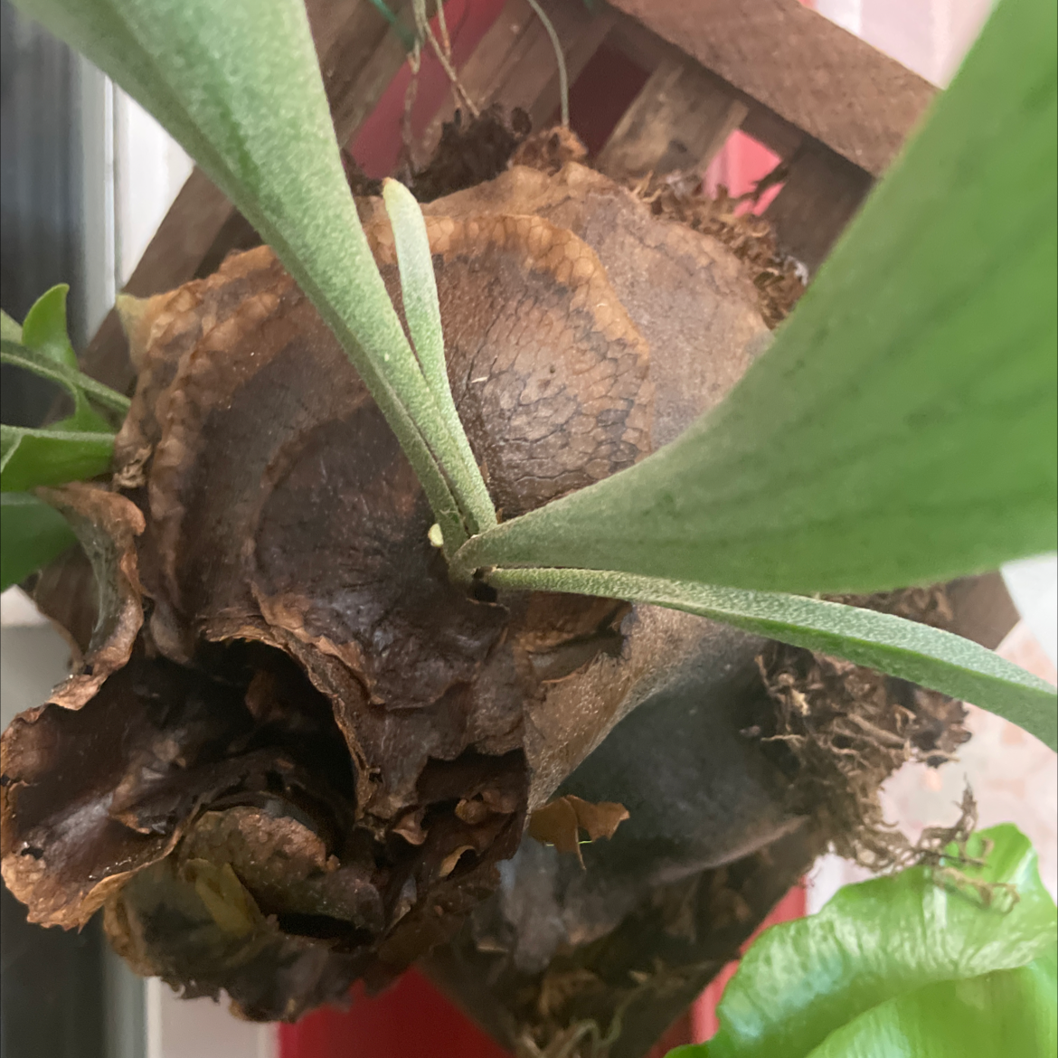 Elkhorn Fern plant photo by @PrimoLimetuff named Honey on Greg, the plant care app.