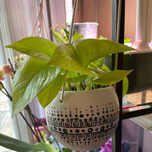 Golden Pothos plant photo by @PrimoLimetuff named Goldie on Greg, the plant care app.