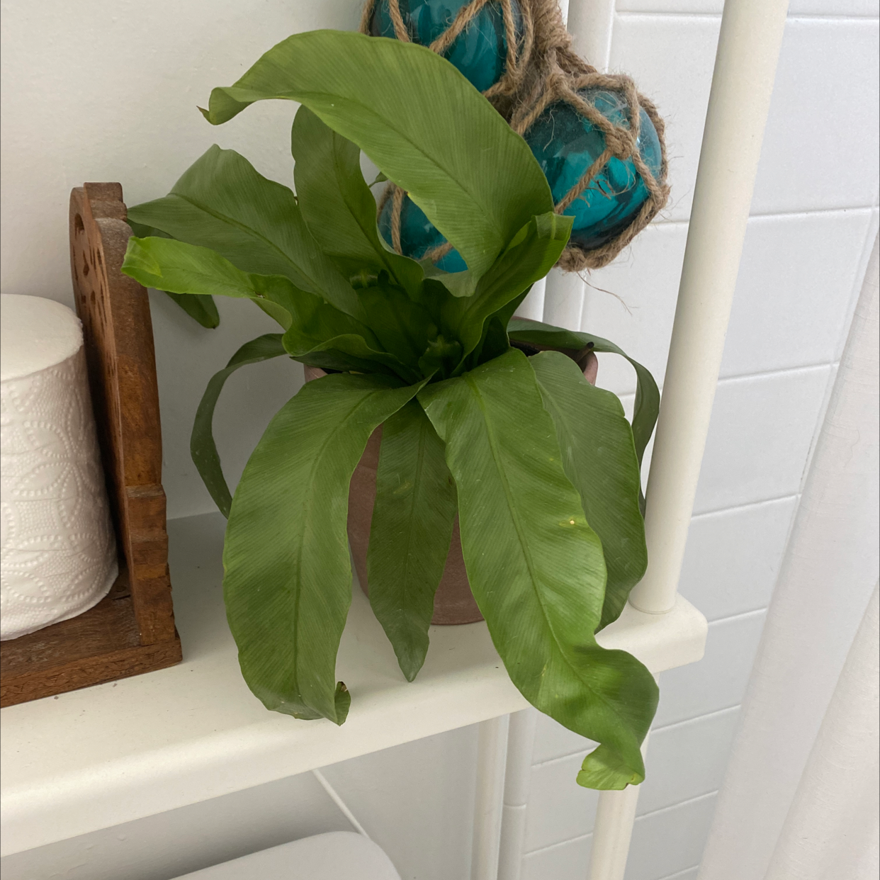 Japanese Bird's Nest Fern in a pot with vibrant green leaves, slight curling at edges.
