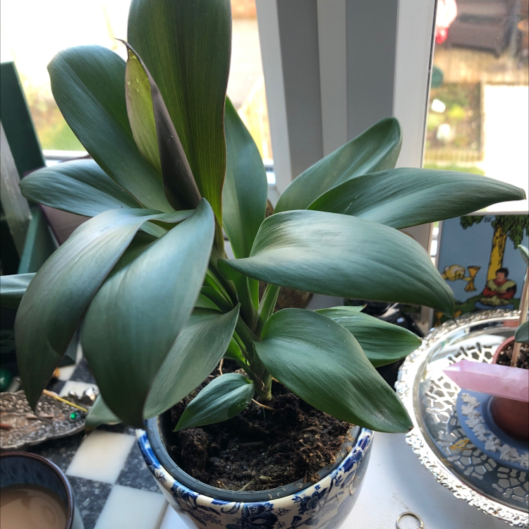 Cordyline Glauca plant in a decorative pot on a windowsill, appearing healthy with vibrant green leaves.